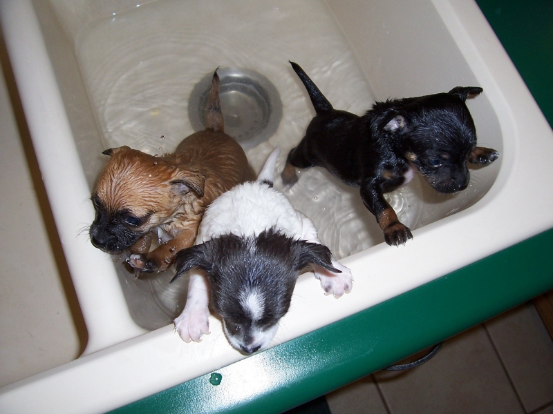 toiletteur-GUILLAUMES-min_bath-time-1111748_1280