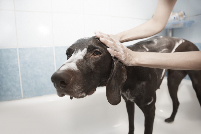 toiletteur-GUILLAUMES-min_dog-1178365_1280
