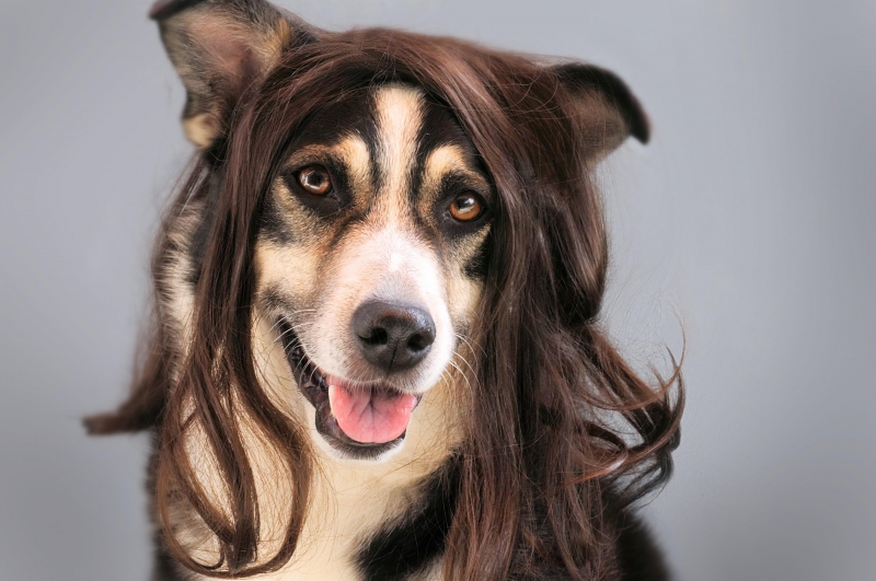 toiletteur-GUILLAUMES-min_dog-1776721