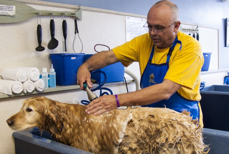 toiletteur-GUILLAUMES-min_dog-bath-682169_1280